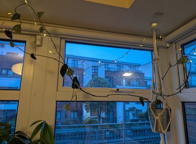 Satin Pothon incl. Hanging Basket and Pot