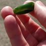 Stunning Polished and Carved Jade Ring Image 4