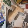 deers head Image 2