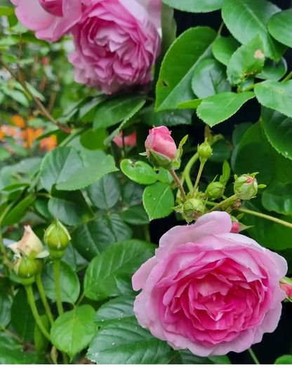 garden plants