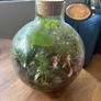 Closed terrarium Image 2