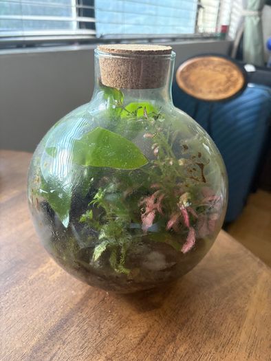 Closed terrarium