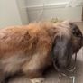 rabbit Image 5