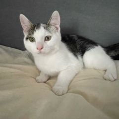 cats