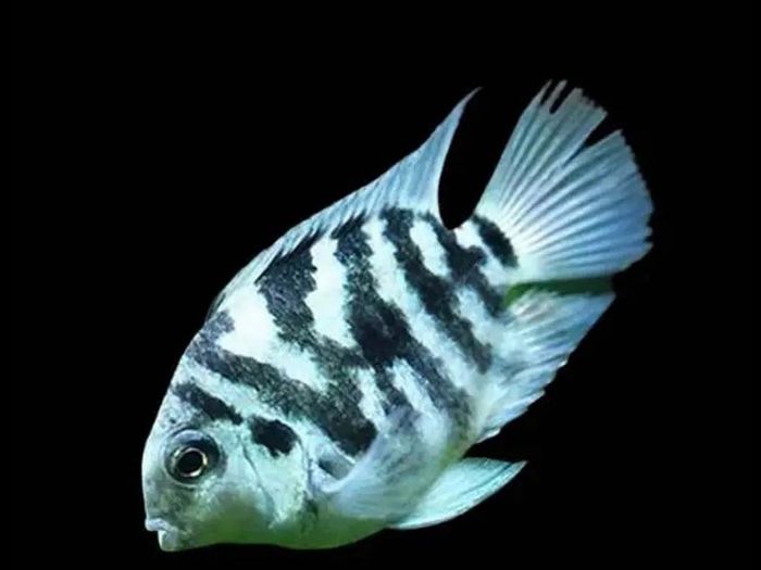 Electric blue acaras and blue polar parrot