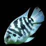 Electric blue acaras and blue polar parrot Image 2