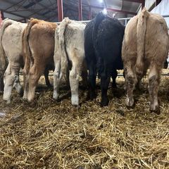 Seven Charlaois Bull Weanlings