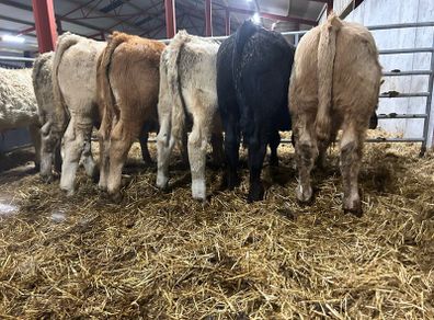 Seven Charlaois Bull Weanlings