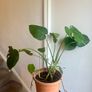 Monstera deliciosa Image 2