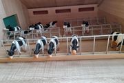 Farm shed and cattle