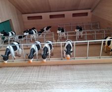 Farm shed and cattle