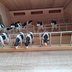 Farm shed and cattle