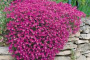 Aubrieta Seeds in Pink &amp; Blue