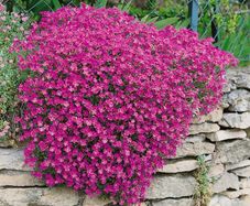 Aubrieta Seeds in Pink & Blue
