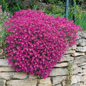 Aubrieta Seeds in Pink & Blue