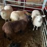Texel Cross and Belclare Cross ewe lambs Image 5