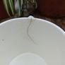 Arklow pottery mug, Large mug, Irish Farmhouse pottery Image 4