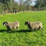 3 Lanark Shearlings For Sale!! Image 6