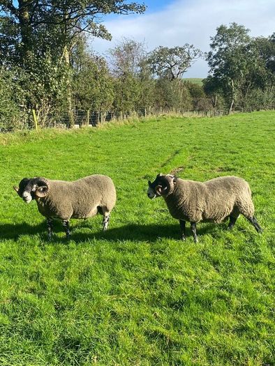 3 Lanark Shearlings For Sale!!