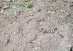 topsoil