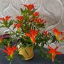 Aeschinantus. '' Lipstick plant''  ''Golden Fish'' house plant. Image 2