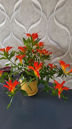 Aeschinantus. '' Lipstick plant''  ''Golden Fish'' house plant.