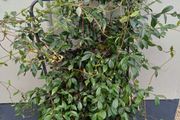 Evergreen jasmine pleached 4ft+