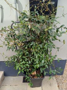 Evergreen jasmine pleached 4ft+