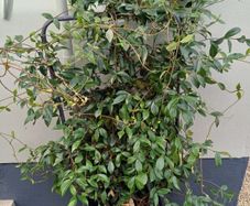 Evergreen jasmine pleached 4ft+