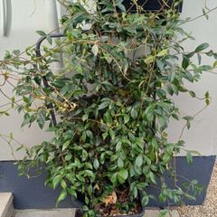 Evergreen jasmine pleached