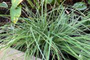 Luzula Nivea Plants