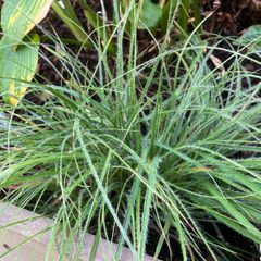 Luzula Nivea Plants