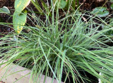 Luzula Nivea Plants