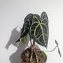 Anthurium Clarinervium Plant Image 3