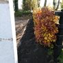 Copper Beech Hedging Image 5