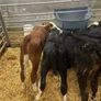 Calfs Image 3