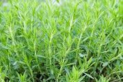 (E) Estragon Tarragon seeds 0.2g (220274)