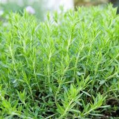 (E) Estragon Tarragon seeds 0.2g (220274)