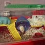 hamster & cage Image 2