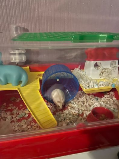 hamster & cage