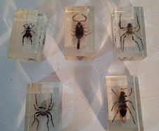 5 Insect Specimens