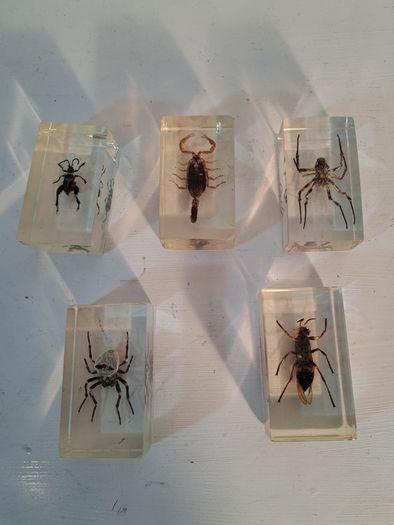 5 Insect Specimens