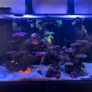 fishtank aqua one reefsys 255 Image 2