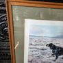 Limited edition print of Gordon Setter Image 6