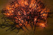 Spooky Halloween branches