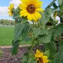 Giant Sunflower Seeds Image 4