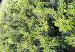 Box Hedging