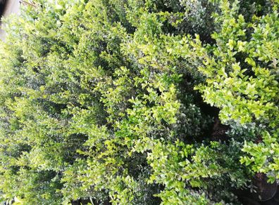 Box Hedging