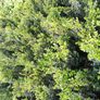 Box Hedging Image 6