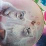 Decorative Kitten Plates Image 3